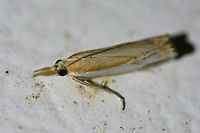 Double-Banded Grass-Veneer Moth (Crambus agitatellus) At a porch light near an overgrown backyard habitat in NW Georgia (Gordon County), US.<br />
https://www.jungledragon.com/image/63535/double-banded_grass-veneer_moth_crambus_agitatellus.html Crambus agitatellus,Double-banded grass-veneer moth,Geotagged,Moth Week 2018,Summer,United States,crambus,lepidoptera,moth,moths