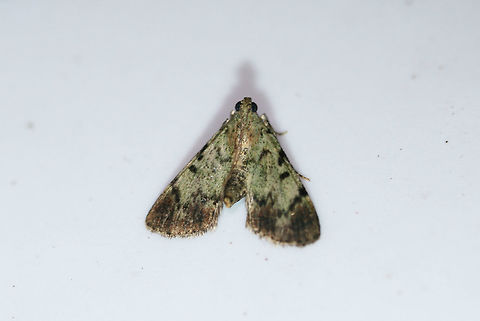 Dimorphic Macalla Moth (Epipaschia superatalis) At a porch light near an overgrown backyard habitat in NW Georgia (Gordon County), US.
https://www.jungledragon.com/image/63538/dimorphic_macalla_moth_epipaschia_superatalis.html Dimorphic macalla moth,Epipaschia superatalis,Geotagged,Moth Week 2018,Summer,United States,lepidoptera,moth,moths