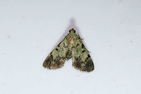 Dimorphic Macalla Moth (Epipaschia superatalis) At a porch light near an overgrown backyard habitat in NW Georgia (Gordon County), US.<br />
https://www.jungledragon.com/image/63538/dimorphic_macalla_moth_epipaschia_superatalis.html Dimorphic macalla moth,Epipaschia superatalis,Geotagged,Moth Week 2018,Summer,United States,lepidoptera,moth,moths