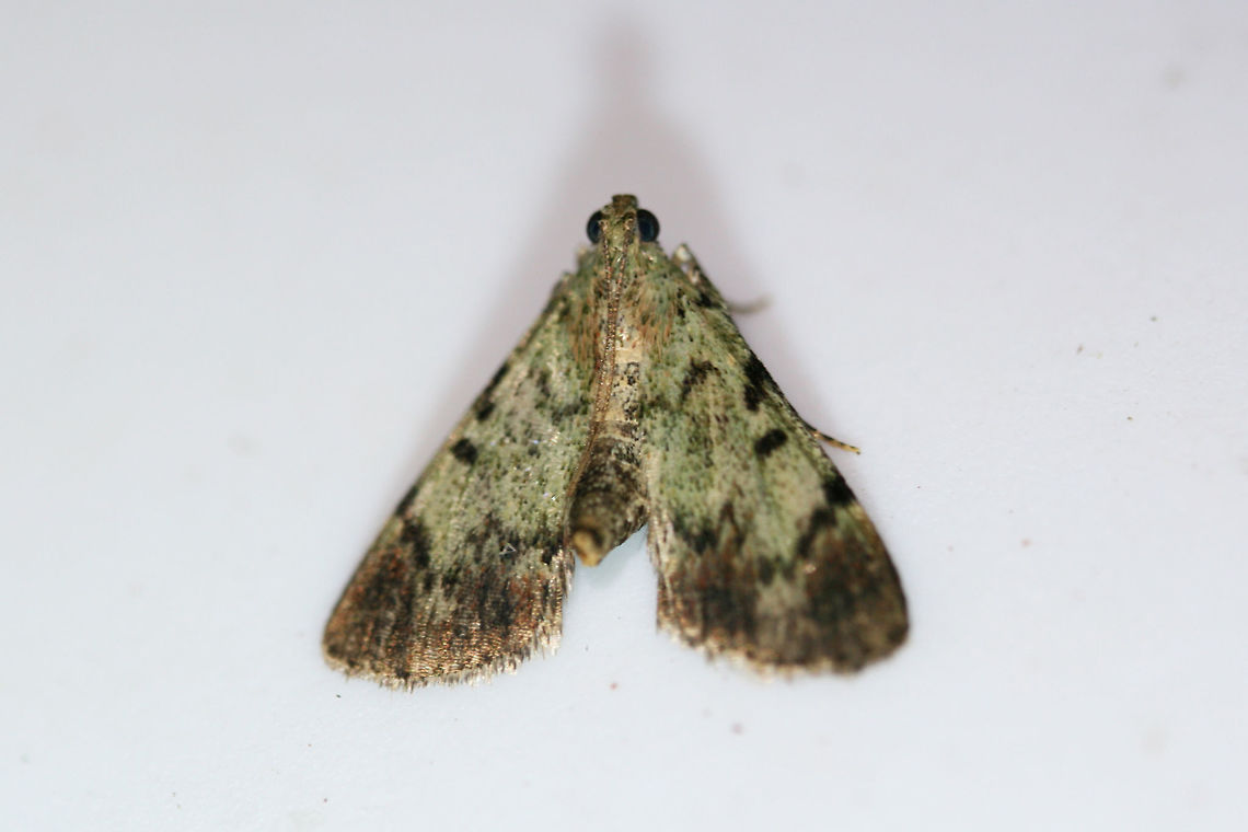 Dimorphic Macalla Moth (Epipaschia superatalis) At a porch light near an overgrown backyard habitat in NW Georgia (Gordon County), US.<br />
<figure class="photo"><a href="https://www.jungledragon.com/image/63537/dimorphic_macalla_moth_epipaschia_superatalis.html" title="Dimorphic Macalla Moth (Epipaschia superatalis)"><img src="https://s3.amazonaws.com/media.jungledragon.com/images/3231/63537_thumb.jpg?AWSAccessKeyId=05GMT0V3GWVNE7GGM1R2&Expires=1767225610&Signature=W5X8oEnpN8AAjIrFtkNnH22RHsg%3D" width="200" height="134" alt="Dimorphic Macalla Moth (Epipaschia superatalis) At a porch light near an overgrown backyard habitat in NW Georgia (Gordon County), US.<br />
https://www.jungledragon.com/image/63538/dimorphic_macalla_moth_epipaschia_superatalis.html Dimorphic macalla moth,Epipaschia superatalis,Geotagged,Moth Week 2018,Summer,United States,lepidoptera,moth,moths" /></a></figure> Dimorphic macalla moth,Epipaschia superatalis,Geotagged,Moth Week 2018,Summer,United States,lepidoptera,moth,moths