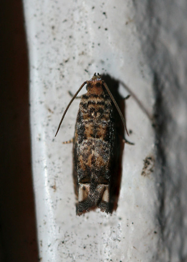 Abrupt Epiblema Moth (Epiblema abruptana) Tortricid moth at UV light setup near an overgrown backyard in NW Georgia (Gordon County), US. Abrupt Epiblema Moth,Epiblema abruptana,Geotagged,Lepidoptera,Summer,United States,moth,moth week 2018,moths