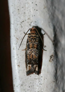 Abrupt Epiblema Moth (Epiblema abruptana) Tortricid moth at UV light setup near an overgrown backyard in NW Georgia (Gordon County), US. Abrupt Epiblema Moth,Epiblema abruptana,Geotagged,Lepidoptera,Summer,United States,moth,moth week 2018,moths