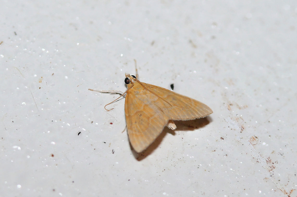 White-roped Glaphyria Moth (Glaphyria sequistrialis) At porch lights near an overgrown backyard habitat in NW Georgia (Gordon County), US.<br />
<figure class="photo"><a href="https://www.jungledragon.com/image/63545/white-roped_glaphyria_moth_glaphyria_sequistrialis.html" title="White-roped Glaphyria Moth (Glaphyria sequistrialis)"><img src="https://s3.amazonaws.com/media.jungledragon.com/images/3231/63545_thumb.jpg?AWSAccessKeyId=05GMT0V3GWVNE7GGM1R2&Expires=1759968010&Signature=t9aStsPl4X89rKVsc2SDad7iEmw%3D" width="200" height="134" alt="White-roped Glaphyria Moth (Glaphyria sequistrialis) At porch lights near an overgrown backyard habitat in NW Georgia (Gordon County), US.<br />
https://www.jungledragon.com/image/63544/white-roped_glaphyria_moth_glaphyria_sequistrialis.html Geotagged,Glaphyria sesquistrialis,Summer,United States,glaphyria,lepidoptera,moth,moth week 2018,moths,white-roped glaphyria" /></a></figure> Geotagged,Glaphyria sesquistrialis,Summer,United States,glaphyria,lepidoptera,moth,moth week 2018,moths,white-roped glaphyria