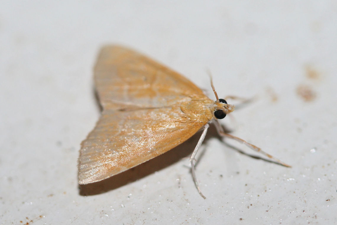 White-roped Glaphyria Moth (Glaphyria sequistrialis) At porch lights near an overgrown backyard habitat in NW Georgia (Gordon County), US.<br />
<figure class="photo"><a href="https://www.jungledragon.com/image/63544/white-roped_glaphyria_moth_glaphyria_sequistrialis.html" title="White-roped Glaphyria Moth (Glaphyria sequistrialis)"><img src="https://s3.amazonaws.com/media.jungledragon.com/images/3231/63544_thumb.jpg?AWSAccessKeyId=05GMT0V3GWVNE7GGM1R2&Expires=1759968010&Signature=A9EBVWk9cKjhuHW4H%2FrARPplrx0%3D" width="200" height="134" alt="White-roped Glaphyria Moth (Glaphyria sequistrialis) At porch lights near an overgrown backyard habitat in NW Georgia (Gordon County), US.<br />
https://www.jungledragon.com/image/63545/white-roped_glaphyria_moth_glaphyria_sequistrialis.html Geotagged,Glaphyria sesquistrialis,Summer,United States,glaphyria,lepidoptera,moth,moth week 2018,moths,white-roped glaphyria" /></a></figure> Geotagged,Glaphyria sesquistrialis,Summer,United States,glaphyria,lepidoptera,moth,moth week 2018,moths,white-roped glaphyria