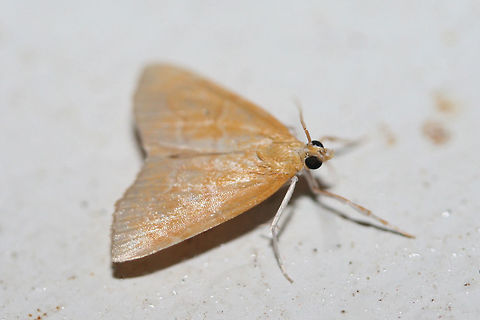 White-roped Glaphyria Moth (Glaphyria sequistrialis) At porch lights near an overgrown backyard habitat in NW Georgia (Gordon County), US.
https://www.jungledragon.com/image/63544/white-roped_glaphyria_moth_glaphyria_sequistrialis.html Geotagged,Glaphyria sesquistrialis,Summer,United States,glaphyria,lepidoptera,moth,moth week 2018,moths,white-roped glaphyria