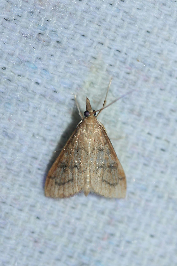 Celery Leaftier Moth (Udea rubigalis) At UV lights near an overgrown backyard habitat in NW Georgia (Gordon County), US. Geotagged,Summer,Udea rubigalis,United States,celery leaftier moth,lepidoptera,moth,moth week 2018,moths,udea