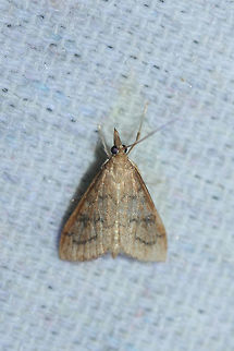 Celery Leaftier Moth (Udea rubigalis) At UV lights near an overgrown backyard habitat in NW Georgia (Gordon County), US. Geotagged,Summer,Udea rubigalis,United States,celery leaftier moth,lepidoptera,moth,moth week 2018,moths,udea