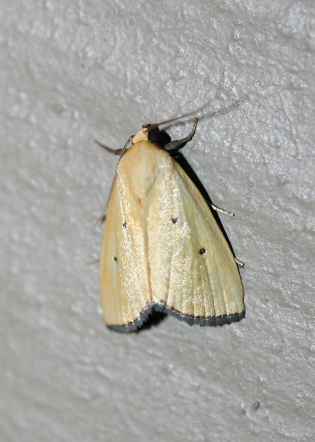 Black-bordered Lemon Moth (Marimatha nigrofimbria) Attracted to a UV light setup near an overgrown backyard habitat. Black-bordered Lemon Moth,Geotagged,Marimatha nigrofimbria,Moth Week 2018,Summer,United States,black-bordered lemon moth,lepidoptera,marimatha,moth,moths