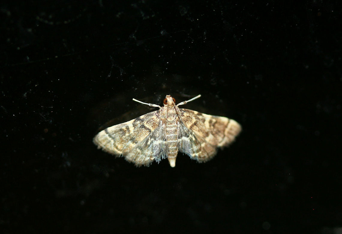 Yellow-spotted Webworm Moth (Anageshna primordialis) On a glass door near a porch light/back yard habitat in NW Georgia (Gordon County), US Anageshna,Anageshna primordialis,Geotagged,Moth Week 2018,Summer,United States,lepidoptera,moth,moths