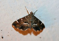 Spotted Beet Webworm Moth (Hymenia perspectalis) At front porch lights near an overgrown backyard habitat in NW Georgia (Gordon County), US.<br />
https://www.jungledragon.com/image/63578/spotted_beet_webworm_moth_hymenia_perspectalis.html Geotagged,Hymenia perspectalis,Summer,United States,lepidoptera,moth,moth week 2018,moths,spotted beet webworm moth,webworm moth