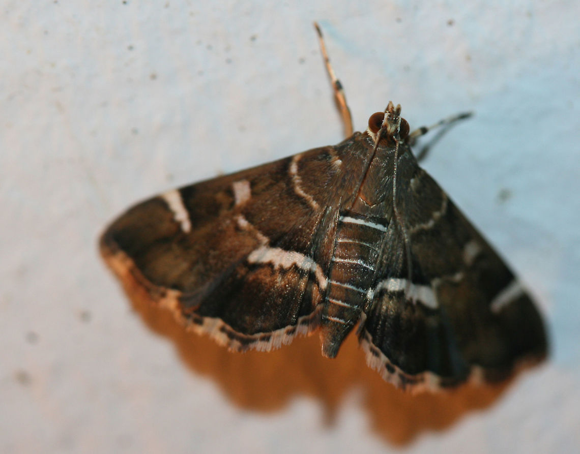 Spotted Beet Webworm Moth (Hymenia perspectalis) At front porch lights near an overgrown backyard habitat in NW Georgia (Gordon County), US.<br />
<figure class="photo"><a href="https://www.jungledragon.com/image/63577/spotted_beet_webworm_moth_hymenia_perspectalis.html" title="Spotted Beet Webworm Moth (Hymenia perspectalis)"><img src="https://s3.amazonaws.com/media.jungledragon.com/images/3231/63577_thumb.jpg?AWSAccessKeyId=05GMT0V3GWVNE7GGM1R2&Expires=1759968010&Signature=Djc3z28G7l6TO5G7kGt3%2BwCghIU%3D" width="200" height="138" alt="Spotted Beet Webworm Moth (Hymenia perspectalis) At front porch lights near an overgrown backyard habitat in NW Georgia (Gordon County), US.<br />
https://www.jungledragon.com/image/63578/spotted_beet_webworm_moth_hymenia_perspectalis.html Geotagged,Hymenia perspectalis,Summer,United States,lepidoptera,moth,moth week 2018,moths,spotted beet webworm moth,webworm moth" /></a></figure> Geotagged,Hymenia perspectalis,Moth Week 2018,Summer,United States,lepidoptera,moth,moths,spotted beet webworm moth,webworm moth