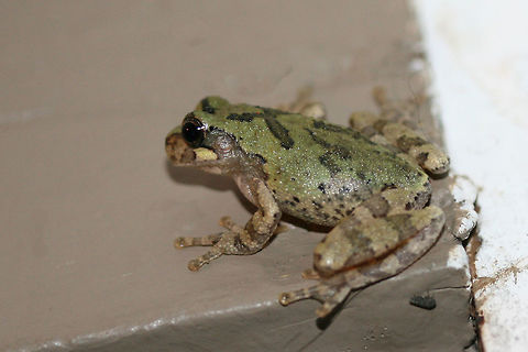 Cope's Gray Tree Frog (Hyla chrysoscelis) Hanging out by porchlights while I was moth-ing this morning. This guy really wanted to participate in Moth Week!
https://www.jungledragon.com/image/63589/bird-voiced_tree_frog_hyla_avivoca.html
https://www.jungledragon.com/image/63590/bird-voiced_tree_frog_hyla_avivoca.html
https://www.jungledragon.com/image/63591/bird-voiced_tree_frog_hyla_avivoca.html

Initially thought to be Hyla avivoca, however this doesn't quite fall within the proper distribution for that. Bird-voiced tree frog,Copes gray tree frog,Geotagged,Hyla avivoca,Hyla chrysoscelis,Summer,United States,amphibian,amphibians,frog,frogs,hyla
