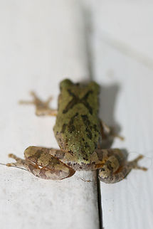 Cope's Gray Tree Frog (Hyla chrysoscelis) Hanging out by porchlights while I was moth-ing this morning. This guy really wanted to participate in Moth Week!
https://www.jungledragon.com/image/63588/bird-voiced_tree_frog_hyla_avivoca.html
https://www.jungledragon.com/image/63590/bird-voiced_tree_frog_hyla_avivoca.html
https://www.jungledragon.com/image/63591/bird-voiced_tree_frog_hyla_avivoca.html

Initially thought to be Hyla avivoca, however this doesn't quite fall within the proper distribution for that. Bird-voiced tree frog,Copes gray tree frog,Geotagged,Hyla avivoca,Hyla chrysoscelis,Summer,United States,amphibian,amphibians,frog,frogs,hyla