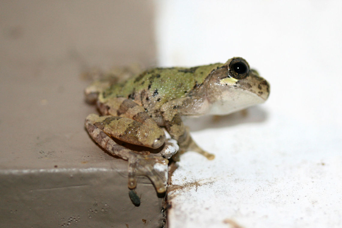 Cope's Gray Tree Frog (Hyla chrysoscelis) Hanging out by porchlights while I was moth-ing this morning. This guy really wanted to participate in Moth Week!<br />
<figure class="photo"><a href="https://www.jungledragon.com/image/63588/copes_gray_tree_frog_hyla_chrysoscelis.html" title="Cope&#039;s Gray Tree Frog (Hyla chrysoscelis)"><img src="https://s3.amazonaws.com/media.jungledragon.com/images/3231/63588_thumb.jpg?AWSAccessKeyId=05GMT0V3GWVNE7GGM1R2&Expires=1767225610&Signature=8P55gWInDIWMj9S18iRaFdTTcMo%3D" width="200" height="134" alt="Cope&#039;s Gray Tree Frog (Hyla chrysoscelis) Hanging out by porchlights while I was moth-ing this morning. This guy really wanted to participate in Moth Week!<br />
https://www.jungledragon.com/image/63589/bird-voiced_tree_frog_hyla_avivoca.html<br />
https://www.jungledragon.com/image/63590/bird-voiced_tree_frog_hyla_avivoca.html<br />
https://www.jungledragon.com/image/63591/bird-voiced_tree_frog_hyla_avivoca.html<br />
<br />
Initially thought to be Hyla avivoca, however this doesn&#039;t quite fall within the proper distribution for that. Bird-voiced tree frog,Copes gray tree frog,Geotagged,Hyla avivoca,Hyla chrysoscelis,Summer,United States,amphibian,amphibians,frog,frogs,hyla" /></a></figure><br />
<figure class="photo"><a href="https://www.jungledragon.com/image/63589/copes_gray_tree_frog_hyla_chrysoscelis.html" title="Cope&#039;s Gray Tree Frog (Hyla chrysoscelis)"><img src="https://s3.amazonaws.com/media.jungledragon.com/images/3231/63589_thumb.jpg?AWSAccessKeyId=05GMT0V3GWVNE7GGM1R2&Expires=1767225610&Signature=W1dmBNO9UdDYORaApZUlgBWT5Tg%3D" width="102" height="152" alt="Cope&#039;s Gray Tree Frog (Hyla chrysoscelis) Hanging out by porchlights while I was moth-ing this morning. This guy really wanted to participate in Moth Week!<br />
https://www.jungledragon.com/image/63588/bird-voiced_tree_frog_hyla_avivoca.html<br />
https://www.jungledragon.com/image/63590/bird-voiced_tree_frog_hyla_avivoca.html<br />
https://www.jungledragon.com/image/63591/bird-voiced_tree_frog_hyla_avivoca.html<br />
<br />
Initially thought to be Hyla avivoca, however this doesn&#039;t quite fall within the proper distribution for that. Bird-voiced tree frog,Copes gray tree frog,Geotagged,Hyla avivoca,Hyla chrysoscelis,Summer,United States,amphibian,amphibians,frog,frogs,hyla" /></a></figure><br />
<figure class="photo"><a href="https://www.jungledragon.com/image/63591/copes_gray_tree_frog_hyla_chrysoscelis.html" title="Cope&#039;s Gray Tree Frog (Hyla chrysoscelis)"><img src="https://s3.amazonaws.com/media.jungledragon.com/images/3231/63591_thumb.jpg?AWSAccessKeyId=05GMT0V3GWVNE7GGM1R2&Expires=1767225610&Signature=y7wbZvbMu5bFRou5psBc155iWtM%3D" width="200" height="134" alt="Cope&#039;s Gray Tree Frog (Hyla chrysoscelis) Hanging out by porchlights while I was moth-ing this morning. This guy really wanted to participate in Moth Week!<br />
https://www.jungledragon.com/image/63588/bird-voiced_tree_frog_hyla_avivoca.html<br />
https://www.jungledragon.com/image/63590/bird-voiced_tree_frog_hyla_avivoca.html<br />
https://www.jungledragon.com/image/63589/bird-voiced_tree_frog_hyla_avivoca.html<br />
<br />
Initially thought to be Hyla avivoca, however this doesn&#039;t quite fall within the proper distribution for that. Bird-voiced tree frog,Copes gray tree frog,Geotagged,Hyla avivoca,Hyla chrysoscelis,Summer,United States,amphibian,amphibians,frog,frogs,hyla" /></a></figure><br />
<br />
Initially thought to be Hyla avivoca, however this doesn&#039;t quite fall within the proper distribution for that. Bird-voiced tree frog,Copes gray tree frog,Geotagged,Hyla avivoca,Hyla chrysoscelis,Summer,United States,amphibian,amphibians,frog,frogs,hyla