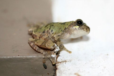 Cope's Gray Tree Frog (Hyla chrysoscelis) Hanging out by porchlights while I was moth-ing this morning. This guy really wanted to participate in Moth Week!
https://www.jungledragon.com/image/63588/bird-voiced_tree_frog_hyla_avivoca.html
https://www.jungledragon.com/image/63589/bird-voiced_tree_frog_hyla_avivoca.html
https://www.jungledragon.com/image/63591/bird-voiced_tree_frog_hyla_avivoca.html

Initially thought to be Hyla avivoca, however this doesn't quite fall within the proper distribution for that. Bird-voiced tree frog,Copes gray tree frog,Geotagged,Hyla avivoca,Hyla chrysoscelis,Summer,United States,amphibian,amphibians,frog,frogs,hyla