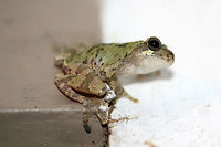 Cope's Gray Tree Frog (Hyla chrysoscelis) Hanging out by porchlights while I was moth-ing this morning. This guy really wanted to participate in Moth Week!<br />
https://www.jungledragon.com/image/63588/bird-voiced_tree_frog_hyla_avivoca.html<br />
https://www.jungledragon.com/image/63589/bird-voiced_tree_frog_hyla_avivoca.html<br />
https://www.jungledragon.com/image/63591/bird-voiced_tree_frog_hyla_avivoca.html<br />
<br />
Initially thought to be Hyla avivoca, however this doesn't quite fall within the proper distribution for that. Bird-voiced tree frog,Copes gray tree frog,Geotagged,Hyla avivoca,Hyla chrysoscelis,Summer,United States,amphibian,amphibians,frog,frogs,hyla