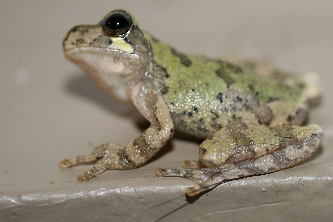 Cope's Gray Tree Frog (Hyla chrysoscelis) Hanging out by porchlights while I was moth-ing this morning. This guy really wanted to participate in Moth Week!<br />
<figure class="photo"><a href="https://www.jungledragon.com/image/63588/copes_gray_tree_frog_hyla_chrysoscelis.html" title="Cope&#039;s Gray Tree Frog (Hyla chrysoscelis)"><img src="https://s3.amazonaws.com/media.jungledragon.com/images/3231/63588_thumb.jpg?AWSAccessKeyId=05GMT0V3GWVNE7GGM1R2&Expires=1759968010&Signature=%2FEKFpfVO1CpHq18dCofdLr4T1fk%3D" width="200" height="134" alt="Cope&#039;s Gray Tree Frog (Hyla chrysoscelis) Hanging out by porchlights while I was moth-ing this morning. This guy really wanted to participate in Moth Week!<br />
https://www.jungledragon.com/image/63589/bird-voiced_tree_frog_hyla_avivoca.html<br />
https://www.jungledragon.com/image/63590/bird-voiced_tree_frog_hyla_avivoca.html<br />
https://www.jungledragon.com/image/63591/bird-voiced_tree_frog_hyla_avivoca.html<br />
<br />
Initially thought to be Hyla avivoca, however this doesn&#039;t quite fall within the proper distribution for that. Bird-voiced tree frog,Copes gray tree frog,Geotagged,Hyla avivoca,Hyla chrysoscelis,Summer,United States,amphibian,amphibians,frog,frogs,hyla" /></a></figure><br />
<figure class="photo"><a href="https://www.jungledragon.com/image/63590/copes_gray_tree_frog_hyla_chrysoscelis.html" title="Cope&#039;s Gray Tree Frog (Hyla chrysoscelis)"><img src="https://s3.amazonaws.com/media.jungledragon.com/images/3231/63590_thumb.jpg?AWSAccessKeyId=05GMT0V3GWVNE7GGM1R2&Expires=1759968010&Signature=zJB03BTPLVU%2BxkJP7jvuty4e5ro%3D" width="200" height="134" alt="Cope&#039;s Gray Tree Frog (Hyla chrysoscelis) Hanging out by porchlights while I was moth-ing this morning. This guy really wanted to participate in Moth Week!<br />
https://www.jungledragon.com/image/63588/bird-voiced_tree_frog_hyla_avivoca.html<br />
https://www.jungledragon.com/image/63589/bird-voiced_tree_frog_hyla_avivoca.html<br />
https://www.jungledragon.com/image/63591/bird-voiced_tree_frog_hyla_avivoca.html<br />
<br />
Initially thought to be Hyla avivoca, however this doesn&#039;t quite fall within the proper distribution for that. Bird-voiced tree frog,Copes gray tree frog,Geotagged,Hyla avivoca,Hyla chrysoscelis,Summer,United States,amphibian,amphibians,frog,frogs,hyla" /></a></figure><br />
<figure class="photo"><a href="https://www.jungledragon.com/image/63589/copes_gray_tree_frog_hyla_chrysoscelis.html" title="Cope&#039;s Gray Tree Frog (Hyla chrysoscelis)"><img src="https://s3.amazonaws.com/media.jungledragon.com/images/3231/63589_thumb.jpg?AWSAccessKeyId=05GMT0V3GWVNE7GGM1R2&Expires=1759968010&Signature=6DkcDrge%2FzxYhXeAFhGEqFvt5Uk%3D" width="102" height="152" alt="Cope&#039;s Gray Tree Frog (Hyla chrysoscelis) Hanging out by porchlights while I was moth-ing this morning. This guy really wanted to participate in Moth Week!<br />
https://www.jungledragon.com/image/63588/bird-voiced_tree_frog_hyla_avivoca.html<br />
https://www.jungledragon.com/image/63590/bird-voiced_tree_frog_hyla_avivoca.html<br />
https://www.jungledragon.com/image/63591/bird-voiced_tree_frog_hyla_avivoca.html<br />
<br />
Initially thought to be Hyla avivoca, however this doesn&#039;t quite fall within the proper distribution for that. Bird-voiced tree frog,Copes gray tree frog,Geotagged,Hyla avivoca,Hyla chrysoscelis,Summer,United States,amphibian,amphibians,frog,frogs,hyla" /></a></figure><br />
<br />
Initially thought to be Hyla avivoca, however this doesn&#039;t quite fall within the proper distribution for that. Bird-voiced tree frog,Copes gray tree frog,Geotagged,Hyla avivoca,Hyla chrysoscelis,Summer,United States,amphibian,amphibians,frog,frogs,hyla