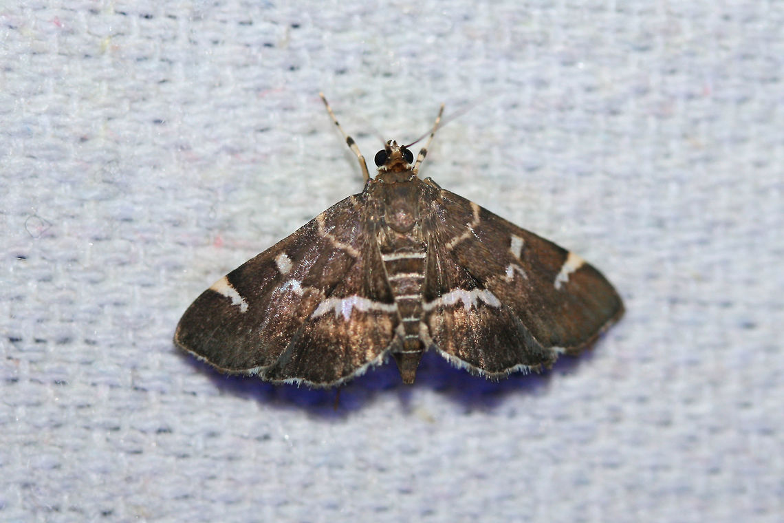 Spotted Beet Webworm Moth (Hymenia perspectalis) Attracted to UV lights near an overgrown backyard habitat in NW Georgia. Geotagged,Hymenia perspectalis,Lepidoptera,Summer,United States,hymenia,moth,moth week 2018,moths,spotted beet webworm moth