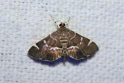 Spotted Beet Webworm Moth (Hymenia perspectalis) Attracted to UV lights near an overgrown backyard habitat in NW Georgia. Geotagged,Hymenia perspectalis,Lepidoptera,Summer,United States,hymenia,moth,moth week 2018,moths,spotted beet webworm moth