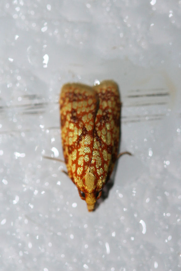 Sparganothis Fruitworm Moth (Sparganothis sulfureana) At porch lights near an overgrown backyard habitat. Geotagged,Sparganothis fruitworm moth,Sparganothis sulfureana,Summer,United States,lepidoptera,moth,moth week 2018,moths,sparganothis fruitworm moth