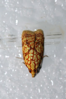 Sparganothis Fruitworm Moth (Sparganothis sulfureana) At porch lights near an overgrown backyard habitat. Geotagged,Sparganothis fruitworm moth,Sparganothis sulfureana,Summer,United States,lepidoptera,moth,moth week 2018,moths,sparganothis fruitworm moth