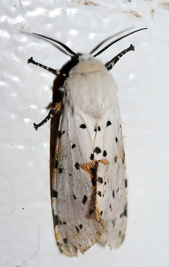 Salt Marsh Tiger Moth (Estigmene acrea) Resting on the top of a chest freezer near porchlights/overgrown backyard habitat. The top of the freezer was rather cool, so I was able to pick this moth up very easily. After getting warm in my hands, it began vibrating its wings before flying away. Such a beauty!<br />
<figure class="photo"><a href="https://www.jungledragon.com/image/63596/salt_marsh_tiger_moth_estigmene_acrea.html" title="Salt Marsh Tiger Moth (Estigmene acrea)"><img src="https://s3.amazonaws.com/media.jungledragon.com/images/3231/63596_thumb.jpg?AWSAccessKeyId=05GMT0V3GWVNE7GGM1R2&Expires=1767225610&Signature=9xDgh3pYqtjQX77%2FCdl%2B9mlF5j8%3D" width="200" height="140" alt="Salt Marsh Tiger Moth (Estigmene acrea) Resting on the top of a chest freezer near porchlights/overgrown backyard habitat. The top of the freezer was rather cool, so I was able to pick this moth up very easily. After getting warm in my hands, it began vibrating its wings before flying away. Such a beauty!<br />
<br />
https://www.jungledragon.com/image/63594/salt_marsh_tiger_moth_estigmene_acrea.html<br />
https://www.jungledragon.com/image/63595/salt_marsh_tiger_moth_estigmene_acrea.html<br />
https://www.jungledragon.com/image/63597/salt_marsh_tiger_moth_estigmene_acrea.html<br />
https://www.jungledragon.com/image/63598/salt_marsh_tiger_moth_estigmene_acrea.html Estigmene acrea,Geotagged,Lepidoptera,Moth Week 2018,Salt Marsh Moth,Summer,United States,estigmene,moth,moth week,moths,salt marsh tiger moth,tiger moth" /></a></figure><br />
<figure class="photo"><a href="https://www.jungledragon.com/image/63595/salt_marsh_tiger_moth_estigmene_acrea.html" title="Salt Marsh Tiger Moth (Estigmene acrea)"><img src="https://s3.amazonaws.com/media.jungledragon.com/images/3231/63595_thumb.jpg?AWSAccessKeyId=05GMT0V3GWVNE7GGM1R2&Expires=1767225610&Signature=8M0tpSrueOfszDTiwm1FdXJ56Zs%3D" width="200" height="132" alt="Salt Marsh Tiger Moth (Estigmene acrea) Resting on the top of a chest freezer near porchlights/overgrown backyard habitat. The top of the freezer was rather cool, so I was able to pick this moth up very easily. After getting warm in my hands, it began vibrating its wings before flying away. Such a beauty!<br />
<br />
https://www.jungledragon.com/image/63596/salt_marsh_tiger_moth_estigmene_acrea.html<br />
https://www.jungledragon.com/image/63594/salt_marsh_tiger_moth_estigmene_acrea.html<br />
https://www.jungledragon.com/image/63597/salt_marsh_tiger_moth_estigmene_acrea.html<br />
https://www.jungledragon.com/image/63598/salt_marsh_tiger_moth_estigmene_acrea.html Estigmene acrea,Geotagged,Lepidoptera,Moth Week 2018,Salt Marsh Moth,Summer,United States,estigmene,moth,moth week,moths,salt marsh tiger moth,tiger moth" /></a></figure><br />
<figure class="photo"><a href="https://www.jungledragon.com/image/63597/salt_marsh_tiger_moth_estigmene_acrea.html" title="Salt Marsh Tiger Moth (Estigmene acrea)"><img src="https://s3.amazonaws.com/media.jungledragon.com/images/3231/63597_thumb.jpg?AWSAccessKeyId=05GMT0V3GWVNE7GGM1R2&Expires=1767225610&Signature=jUzeUIYae7lH%2FD5xIzVKmewg1OU%3D" width="200" height="200" alt="Salt Marsh Tiger Moth (Estigmene acrea) Resting on the top of a chest freezer near porchlights/overgrown backyard habitat. The top of the freezer was rather cool, so I was able to pick this moth up very easily. After getting warm in my hands, it began vibrating its wings before flying away. Such a beauty!<br />
<br />
https://www.jungledragon.com/image/63596/salt_marsh_tiger_moth_estigmene_acrea.html<br />
https://www.jungledragon.com/image/63595/salt_marsh_tiger_moth_estigmene_acrea.html<br />
https://www.jungledragon.com/image/63594/salt_marsh_tiger_moth_estigmene_acrea.html<br />
https://www.jungledragon.com/image/63598/salt_marsh_tiger_moth_estigmene_acrea.html Estigmene acrea,Geotagged,Lepidoptera,Moth Week 2018,Salt Marsh Moth,Summer,United States,estigmene,moth,moth week,moths,salt marsh tiger moth,tiger moth" /></a></figure><br />
<figure class="photo"><a href="https://www.jungledragon.com/image/63598/salt_marsh_tiger_moth_estigmene_acrea.html" title="Salt Marsh Tiger Moth (Estigmene acrea)"><img src="https://s3.amazonaws.com/media.jungledragon.com/images/3231/63598_thumb.jpg?AWSAccessKeyId=05GMT0V3GWVNE7GGM1R2&Expires=1767225610&Signature=Ow1B4FbLdsSXuCahj%2B0aTKXCCV4%3D" width="152" height="152" alt="Salt Marsh Tiger Moth (Estigmene acrea) Resting on the top of a chest freezer near porchlights/overgrown backyard habitat. The top of the freezer was rather cool, so I was able to pick this moth up very easily. After getting warm in my hands, it began vibrating its wings before flying away. Such a beauty!<br />
<br />
https://www.jungledragon.com/image/63596/salt_marsh_tiger_moth_estigmene_acrea.html<br />
https://www.jungledragon.com/image/63595/salt_marsh_tiger_moth_estigmene_acrea.html<br />
https://www.jungledragon.com/image/63597/salt_marsh_tiger_moth_estigmene_acrea.html<br />
https://www.jungledragon.com/image/63594/salt_marsh_tiger_moth_estigmene_acrea.html Estigmene acrea,Geotagged,Lepidoptera,Moth Week 2018,Salt Marsh Moth,Summer,United States,estigmene,moth,moth week,moths,salt marsh tiger moth,tiger moth" /></a></figure> Estigmene acrea,Geotagged,Lepidoptera,Moth Week 2018,Salt Marsh Moth,Summer,United States,estigmene,moth,moth week,moths,salt marsh tiger moth,tiger moth