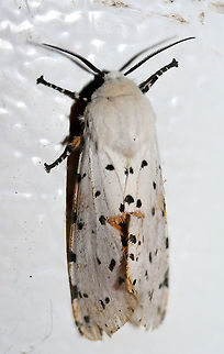 Salt Marsh Tiger Moth (Estigmene acrea) Resting on the top of a chest freezer near porchlights/overgrown backyard habitat. The top of the freezer was rather cool, so I was able to pick this moth up very easily. After getting warm in my hands, it began vibrating its wings before flying away. Such a beauty!
https://www.jungledragon.com/image/63596/salt_marsh_tiger_moth_estigmene_acrea.html
https://www.jungledragon.com/image/63595/salt_marsh_tiger_moth_estigmene_acrea.html
https://www.jungledragon.com/image/63597/salt_marsh_tiger_moth_estigmene_acrea.html
https://www.jungledragon.com/image/63598/salt_marsh_tiger_moth_estigmene_acrea.html Estigmene acrea,Geotagged,Lepidoptera,Moth Week 2018,Salt Marsh Moth,Summer,United States,estigmene,moth,moth week,moths,salt marsh tiger moth,tiger moth