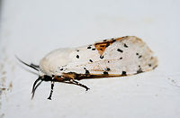 Salt Marsh Tiger Moth (Estigmene acrea) Resting on the top of a chest freezer near porchlights/overgrown backyard habitat. The top of the freezer was rather cool, so I was able to pick this moth up very easily. After getting warm in my hands, it began vibrating its wings before flying away. Such a beauty!<br />
<br />
https://www.jungledragon.com/image/63596/salt_marsh_tiger_moth_estigmene_acrea.html<br />
https://www.jungledragon.com/image/63594/salt_marsh_tiger_moth_estigmene_acrea.html<br />
https://www.jungledragon.com/image/63597/salt_marsh_tiger_moth_estigmene_acrea.html<br />
https://www.jungledragon.com/image/63598/salt_marsh_tiger_moth_estigmene_acrea.html Estigmene acrea,Geotagged,Lepidoptera,Moth Week 2018,Salt Marsh Moth,Summer,United States,estigmene,moth,moth week,moths,salt marsh tiger moth,tiger moth