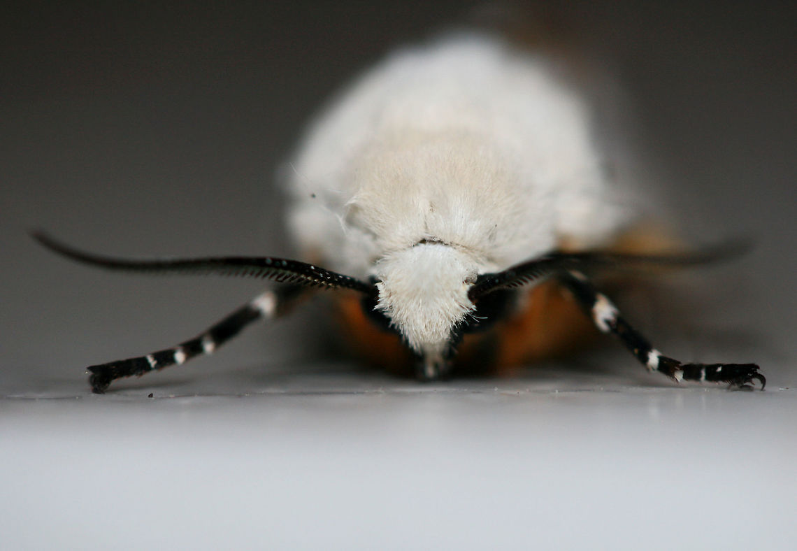 Salt Marsh Tiger Moth (Estigmene acrea) Resting on the top of a chest freezer near porchlights/overgrown backyard habitat. The top of the freezer was rather cool, so I was able to pick this moth up very easily. After getting warm in my hands, it began vibrating its wings before flying away. Such a beauty!<br />
<br />
<figure class="photo"><a href="https://www.jungledragon.com/image/63594/salt_marsh_tiger_moth_estigmene_acrea.html" title="Salt Marsh Tiger Moth (Estigmene acrea)"><img src="https://s3.amazonaws.com/media.jungledragon.com/images/3231/63594_thumb.jpg?AWSAccessKeyId=05GMT0V3GWVNE7GGM1R2&Expires=1767225610&Signature=eirJFuRnHOkOIv0BA33d7Y68a4w%3D" width="98" height="152" alt="Salt Marsh Tiger Moth (Estigmene acrea) Resting on the top of a chest freezer near porchlights/overgrown backyard habitat. The top of the freezer was rather cool, so I was able to pick this moth up very easily. After getting warm in my hands, it began vibrating its wings before flying away. Such a beauty!<br />
https://www.jungledragon.com/image/63596/salt_marsh_tiger_moth_estigmene_acrea.html<br />
https://www.jungledragon.com/image/63595/salt_marsh_tiger_moth_estigmene_acrea.html<br />
https://www.jungledragon.com/image/63597/salt_marsh_tiger_moth_estigmene_acrea.html<br />
https://www.jungledragon.com/image/63598/salt_marsh_tiger_moth_estigmene_acrea.html Estigmene acrea,Geotagged,Lepidoptera,Moth Week 2018,Salt Marsh Moth,Summer,United States,estigmene,moth,moth week,moths,salt marsh tiger moth,tiger moth" /></a></figure><br />
<figure class="photo"><a href="https://www.jungledragon.com/image/63595/salt_marsh_tiger_moth_estigmene_acrea.html" title="Salt Marsh Tiger Moth (Estigmene acrea)"><img src="https://s3.amazonaws.com/media.jungledragon.com/images/3231/63595_thumb.jpg?AWSAccessKeyId=05GMT0V3GWVNE7GGM1R2&Expires=1767225610&Signature=8M0tpSrueOfszDTiwm1FdXJ56Zs%3D" width="200" height="132" alt="Salt Marsh Tiger Moth (Estigmene acrea) Resting on the top of a chest freezer near porchlights/overgrown backyard habitat. The top of the freezer was rather cool, so I was able to pick this moth up very easily. After getting warm in my hands, it began vibrating its wings before flying away. Such a beauty!<br />
<br />
https://www.jungledragon.com/image/63596/salt_marsh_tiger_moth_estigmene_acrea.html<br />
https://www.jungledragon.com/image/63594/salt_marsh_tiger_moth_estigmene_acrea.html<br />
https://www.jungledragon.com/image/63597/salt_marsh_tiger_moth_estigmene_acrea.html<br />
https://www.jungledragon.com/image/63598/salt_marsh_tiger_moth_estigmene_acrea.html Estigmene acrea,Geotagged,Lepidoptera,Moth Week 2018,Salt Marsh Moth,Summer,United States,estigmene,moth,moth week,moths,salt marsh tiger moth,tiger moth" /></a></figure><br />
<figure class="photo"><a href="https://www.jungledragon.com/image/63597/salt_marsh_tiger_moth_estigmene_acrea.html" title="Salt Marsh Tiger Moth (Estigmene acrea)"><img src="https://s3.amazonaws.com/media.jungledragon.com/images/3231/63597_thumb.jpg?AWSAccessKeyId=05GMT0V3GWVNE7GGM1R2&Expires=1767225610&Signature=jUzeUIYae7lH%2FD5xIzVKmewg1OU%3D" width="200" height="200" alt="Salt Marsh Tiger Moth (Estigmene acrea) Resting on the top of a chest freezer near porchlights/overgrown backyard habitat. The top of the freezer was rather cool, so I was able to pick this moth up very easily. After getting warm in my hands, it began vibrating its wings before flying away. Such a beauty!<br />
<br />
https://www.jungledragon.com/image/63596/salt_marsh_tiger_moth_estigmene_acrea.html<br />
https://www.jungledragon.com/image/63595/salt_marsh_tiger_moth_estigmene_acrea.html<br />
https://www.jungledragon.com/image/63594/salt_marsh_tiger_moth_estigmene_acrea.html<br />
https://www.jungledragon.com/image/63598/salt_marsh_tiger_moth_estigmene_acrea.html Estigmene acrea,Geotagged,Lepidoptera,Moth Week 2018,Salt Marsh Moth,Summer,United States,estigmene,moth,moth week,moths,salt marsh tiger moth,tiger moth" /></a></figure><br />
<figure class="photo"><a href="https://www.jungledragon.com/image/63598/salt_marsh_tiger_moth_estigmene_acrea.html" title="Salt Marsh Tiger Moth (Estigmene acrea)"><img src="https://s3.amazonaws.com/media.jungledragon.com/images/3231/63598_thumb.jpg?AWSAccessKeyId=05GMT0V3GWVNE7GGM1R2&Expires=1767225610&Signature=Ow1B4FbLdsSXuCahj%2B0aTKXCCV4%3D" width="152" height="152" alt="Salt Marsh Tiger Moth (Estigmene acrea) Resting on the top of a chest freezer near porchlights/overgrown backyard habitat. The top of the freezer was rather cool, so I was able to pick this moth up very easily. After getting warm in my hands, it began vibrating its wings before flying away. Such a beauty!<br />
<br />
https://www.jungledragon.com/image/63596/salt_marsh_tiger_moth_estigmene_acrea.html<br />
https://www.jungledragon.com/image/63595/salt_marsh_tiger_moth_estigmene_acrea.html<br />
https://www.jungledragon.com/image/63597/salt_marsh_tiger_moth_estigmene_acrea.html<br />
https://www.jungledragon.com/image/63594/salt_marsh_tiger_moth_estigmene_acrea.html Estigmene acrea,Geotagged,Lepidoptera,Moth Week 2018,Salt Marsh Moth,Summer,United States,estigmene,moth,moth week,moths,salt marsh tiger moth,tiger moth" /></a></figure> Estigmene acrea,Geotagged,Lepidoptera,Moth Week 2018,Salt Marsh Moth,Summer,United States,estigmene,moth,moth week,moths,salt marsh tiger moth,tiger moth