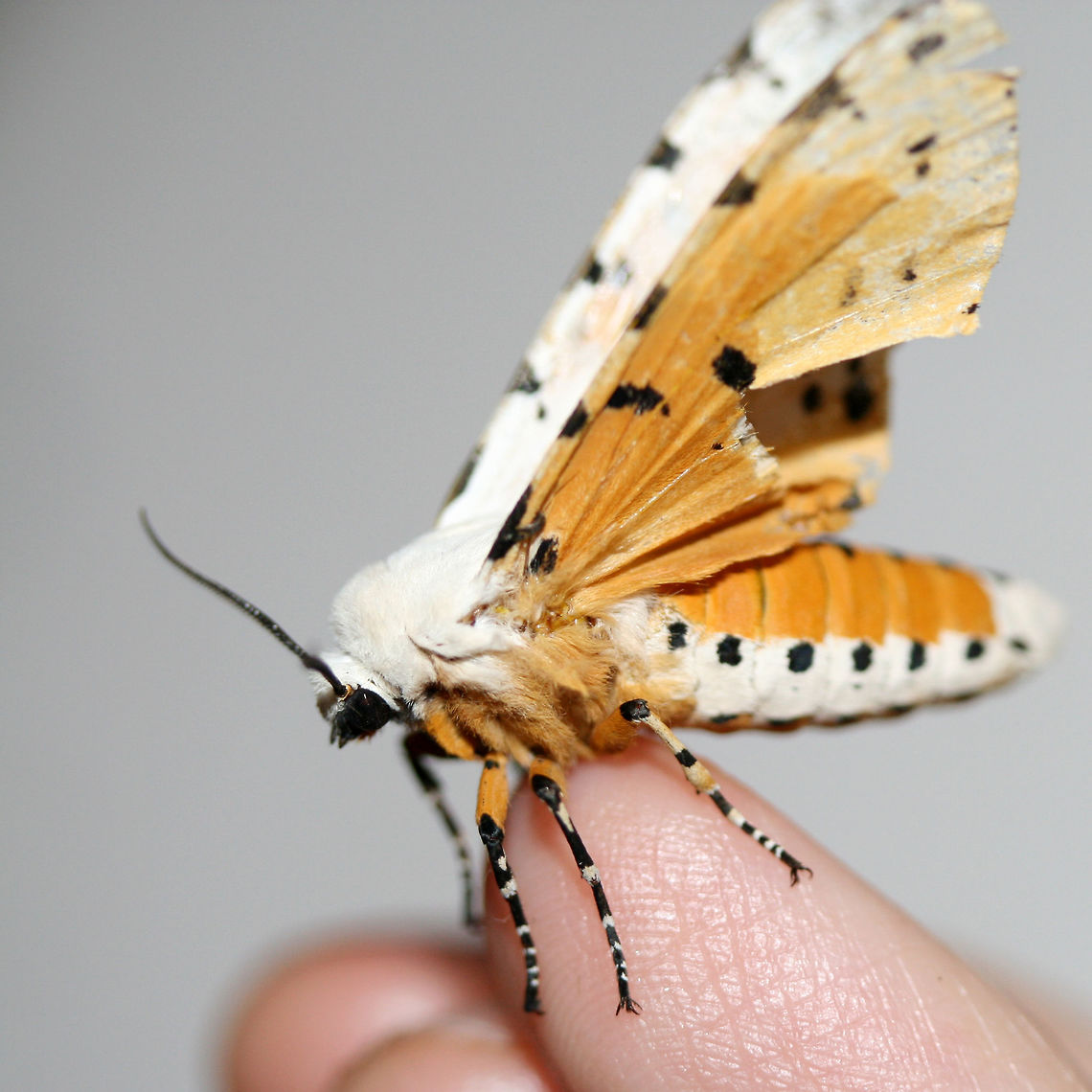 Salt Marsh Tiger Moth (Estigmene acrea) Resting on the top of a chest freezer near porchlights/overgrown backyard habitat. The top of the freezer was rather cool, so I was able to pick this moth up very easily. After getting warm in my hands, it began vibrating its wings before flying away. Such a beauty!<br />
<br />
<figure class="photo"><a href="https://www.jungledragon.com/image/63596/salt_marsh_tiger_moth_estigmene_acrea.html" title="Salt Marsh Tiger Moth (Estigmene acrea)"><img src="https://s3.amazonaws.com/media.jungledragon.com/images/3231/63596_thumb.jpg?AWSAccessKeyId=05GMT0V3GWVNE7GGM1R2&Expires=1759968010&Signature=7sQAvcRme7ZUhopF6ql50ovef5I%3D" width="200" height="140" alt="Salt Marsh Tiger Moth (Estigmene acrea) Resting on the top of a chest freezer near porchlights/overgrown backyard habitat. The top of the freezer was rather cool, so I was able to pick this moth up very easily. After getting warm in my hands, it began vibrating its wings before flying away. Such a beauty!<br />
<br />
https://www.jungledragon.com/image/63594/salt_marsh_tiger_moth_estigmene_acrea.html<br />
https://www.jungledragon.com/image/63595/salt_marsh_tiger_moth_estigmene_acrea.html<br />
https://www.jungledragon.com/image/63597/salt_marsh_tiger_moth_estigmene_acrea.html<br />
https://www.jungledragon.com/image/63598/salt_marsh_tiger_moth_estigmene_acrea.html Estigmene acrea,Geotagged,Lepidoptera,Moth Week 2018,Salt Marsh Moth,Summer,United States,estigmene,moth,moth week,moths,salt marsh tiger moth,tiger moth" /></a></figure><br />
<figure class="photo"><a href="https://www.jungledragon.com/image/63595/salt_marsh_tiger_moth_estigmene_acrea.html" title="Salt Marsh Tiger Moth (Estigmene acrea)"><img src="https://s3.amazonaws.com/media.jungledragon.com/images/3231/63595_thumb.jpg?AWSAccessKeyId=05GMT0V3GWVNE7GGM1R2&Expires=1759968010&Signature=E47WwqfsaGhEIfWInklzqklNLZU%3D" width="200" height="132" alt="Salt Marsh Tiger Moth (Estigmene acrea) Resting on the top of a chest freezer near porchlights/overgrown backyard habitat. The top of the freezer was rather cool, so I was able to pick this moth up very easily. After getting warm in my hands, it began vibrating its wings before flying away. Such a beauty!<br />
<br />
https://www.jungledragon.com/image/63596/salt_marsh_tiger_moth_estigmene_acrea.html<br />
https://www.jungledragon.com/image/63594/salt_marsh_tiger_moth_estigmene_acrea.html<br />
https://www.jungledragon.com/image/63597/salt_marsh_tiger_moth_estigmene_acrea.html<br />
https://www.jungledragon.com/image/63598/salt_marsh_tiger_moth_estigmene_acrea.html Estigmene acrea,Geotagged,Lepidoptera,Moth Week 2018,Salt Marsh Moth,Summer,United States,estigmene,moth,moth week,moths,salt marsh tiger moth,tiger moth" /></a></figure><br />
<figure class="photo"><a href="https://www.jungledragon.com/image/63594/salt_marsh_tiger_moth_estigmene_acrea.html" title="Salt Marsh Tiger Moth (Estigmene acrea)"><img src="https://s3.amazonaws.com/media.jungledragon.com/images/3231/63594_thumb.jpg?AWSAccessKeyId=05GMT0V3GWVNE7GGM1R2&Expires=1759968010&Signature=MpTqgv5DPOrQ0lzoE%2FPtzJ0%2FCro%3D" width="98" height="152" alt="Salt Marsh Tiger Moth (Estigmene acrea) Resting on the top of a chest freezer near porchlights/overgrown backyard habitat. The top of the freezer was rather cool, so I was able to pick this moth up very easily. After getting warm in my hands, it began vibrating its wings before flying away. Such a beauty!<br />
https://www.jungledragon.com/image/63596/salt_marsh_tiger_moth_estigmene_acrea.html<br />
https://www.jungledragon.com/image/63595/salt_marsh_tiger_moth_estigmene_acrea.html<br />
https://www.jungledragon.com/image/63597/salt_marsh_tiger_moth_estigmene_acrea.html<br />
https://www.jungledragon.com/image/63598/salt_marsh_tiger_moth_estigmene_acrea.html Estigmene acrea,Geotagged,Lepidoptera,Moth Week 2018,Salt Marsh Moth,Summer,United States,estigmene,moth,moth week,moths,salt marsh tiger moth,tiger moth" /></a></figure><br />
<figure class="photo"><a href="https://www.jungledragon.com/image/63598/salt_marsh_tiger_moth_estigmene_acrea.html" title="Salt Marsh Tiger Moth (Estigmene acrea)"><img src="https://s3.amazonaws.com/media.jungledragon.com/images/3231/63598_thumb.jpg?AWSAccessKeyId=05GMT0V3GWVNE7GGM1R2&Expires=1759968010&Signature=Or9tOl5WaXBJ7I8bfVlO%2BLoS2Js%3D" width="152" height="152" alt="Salt Marsh Tiger Moth (Estigmene acrea) Resting on the top of a chest freezer near porchlights/overgrown backyard habitat. The top of the freezer was rather cool, so I was able to pick this moth up very easily. After getting warm in my hands, it began vibrating its wings before flying away. Such a beauty!<br />
<br />
https://www.jungledragon.com/image/63596/salt_marsh_tiger_moth_estigmene_acrea.html<br />
https://www.jungledragon.com/image/63595/salt_marsh_tiger_moth_estigmene_acrea.html<br />
https://www.jungledragon.com/image/63597/salt_marsh_tiger_moth_estigmene_acrea.html<br />
https://www.jungledragon.com/image/63594/salt_marsh_tiger_moth_estigmene_acrea.html Estigmene acrea,Geotagged,Lepidoptera,Moth Week 2018,Salt Marsh Moth,Summer,United States,estigmene,moth,moth week,moths,salt marsh tiger moth,tiger moth" /></a></figure> Estigmene acrea,Geotagged,Lepidoptera,Moth Week 2018,Salt Marsh Moth,Summer,United States,estigmene,moth,moth week,moths,salt marsh tiger moth,tiger moth