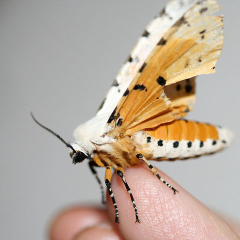 Salt Marsh Tiger Moth (Estigmene acrea) Resting on the top of a chest freezer near porchlights/overgrown backyard habitat. The top of the freezer was rather cool, so I was able to pick this moth up very easily. After getting warm in my hands, it began vibrating its wings before flying away. Such a beauty!

https://www.jungledragon.com/image/63596/salt_marsh_tiger_moth_estigmene_acrea.html
https://www.jungledragon.com/image/63595/salt_marsh_tiger_moth_estigmene_acrea.html
https://www.jungledragon.com/image/63594/salt_marsh_tiger_moth_estigmene_acrea.html
https://www.jungledragon.com/image/63598/salt_marsh_tiger_moth_estigmene_acrea.html Estigmene acrea,Geotagged,Lepidoptera,Moth Week 2018,Salt Marsh Moth,Summer,United States,estigmene,moth,moth week,moths,salt marsh tiger moth,tiger moth