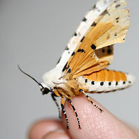 Salt Marsh Tiger Moth (Estigmene acrea) Resting on the top of a chest freezer near porchlights/overgrown backyard habitat. The top of the freezer was rather cool, so I was able to pick this moth up very easily. After getting warm in my hands, it began vibrating its wings before flying away. Such a beauty!<br />
<br />
https://www.jungledragon.com/image/63596/salt_marsh_tiger_moth_estigmene_acrea.html<br />
https://www.jungledragon.com/image/63595/salt_marsh_tiger_moth_estigmene_acrea.html<br />
https://www.jungledragon.com/image/63594/salt_marsh_tiger_moth_estigmene_acrea.html<br />
https://www.jungledragon.com/image/63598/salt_marsh_tiger_moth_estigmene_acrea.html Estigmene acrea,Geotagged,Lepidoptera,Moth Week 2018,Salt Marsh Moth,Summer,United States,estigmene,moth,moth week,moths,salt marsh tiger moth,tiger moth