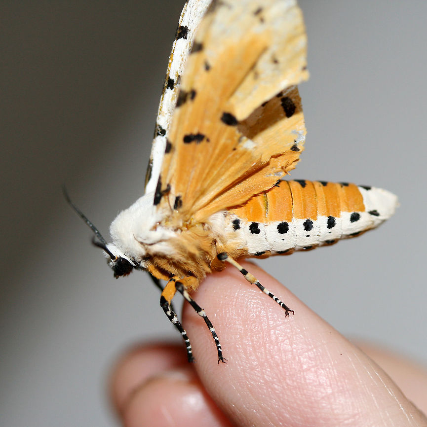 Salt Marsh Tiger Moth (Estigmene acrea) Resting on the top of a chest freezer near porchlights/overgrown backyard habitat. The top of the freezer was rather cool, so I was able to pick this moth up very easily. After getting warm in my hands, it began vibrating its wings before flying away. Such a beauty!<br />
<br />
<figure class="photo"><a href="https://www.jungledragon.com/image/63596/salt_marsh_tiger_moth_estigmene_acrea.html" title="Salt Marsh Tiger Moth (Estigmene acrea)"><img src="https://s3.amazonaws.com/media.jungledragon.com/images/3231/63596_thumb.jpg?AWSAccessKeyId=05GMT0V3GWVNE7GGM1R2&Expires=1767225610&Signature=9xDgh3pYqtjQX77%2FCdl%2B9mlF5j8%3D" width="200" height="140" alt="Salt Marsh Tiger Moth (Estigmene acrea) Resting on the top of a chest freezer near porchlights/overgrown backyard habitat. The top of the freezer was rather cool, so I was able to pick this moth up very easily. After getting warm in my hands, it began vibrating its wings before flying away. Such a beauty!<br />
<br />
https://www.jungledragon.com/image/63594/salt_marsh_tiger_moth_estigmene_acrea.html<br />
https://www.jungledragon.com/image/63595/salt_marsh_tiger_moth_estigmene_acrea.html<br />
https://www.jungledragon.com/image/63597/salt_marsh_tiger_moth_estigmene_acrea.html<br />
https://www.jungledragon.com/image/63598/salt_marsh_tiger_moth_estigmene_acrea.html Estigmene acrea,Geotagged,Lepidoptera,Moth Week 2018,Salt Marsh Moth,Summer,United States,estigmene,moth,moth week,moths,salt marsh tiger moth,tiger moth" /></a></figure><br />
<figure class="photo"><a href="https://www.jungledragon.com/image/63595/salt_marsh_tiger_moth_estigmene_acrea.html" title="Salt Marsh Tiger Moth (Estigmene acrea)"><img src="https://s3.amazonaws.com/media.jungledragon.com/images/3231/63595_thumb.jpg?AWSAccessKeyId=05GMT0V3GWVNE7GGM1R2&Expires=1767225610&Signature=8M0tpSrueOfszDTiwm1FdXJ56Zs%3D" width="200" height="132" alt="Salt Marsh Tiger Moth (Estigmene acrea) Resting on the top of a chest freezer near porchlights/overgrown backyard habitat. The top of the freezer was rather cool, so I was able to pick this moth up very easily. After getting warm in my hands, it began vibrating its wings before flying away. Such a beauty!<br />
<br />
https://www.jungledragon.com/image/63596/salt_marsh_tiger_moth_estigmene_acrea.html<br />
https://www.jungledragon.com/image/63594/salt_marsh_tiger_moth_estigmene_acrea.html<br />
https://www.jungledragon.com/image/63597/salt_marsh_tiger_moth_estigmene_acrea.html<br />
https://www.jungledragon.com/image/63598/salt_marsh_tiger_moth_estigmene_acrea.html Estigmene acrea,Geotagged,Lepidoptera,Moth Week 2018,Salt Marsh Moth,Summer,United States,estigmene,moth,moth week,moths,salt marsh tiger moth,tiger moth" /></a></figure><br />
<figure class="photo"><a href="https://www.jungledragon.com/image/63597/salt_marsh_tiger_moth_estigmene_acrea.html" title="Salt Marsh Tiger Moth (Estigmene acrea)"><img src="https://s3.amazonaws.com/media.jungledragon.com/images/3231/63597_thumb.jpg?AWSAccessKeyId=05GMT0V3GWVNE7GGM1R2&Expires=1767225610&Signature=jUzeUIYae7lH%2FD5xIzVKmewg1OU%3D" width="200" height="200" alt="Salt Marsh Tiger Moth (Estigmene acrea) Resting on the top of a chest freezer near porchlights/overgrown backyard habitat. The top of the freezer was rather cool, so I was able to pick this moth up very easily. After getting warm in my hands, it began vibrating its wings before flying away. Such a beauty!<br />
<br />
https://www.jungledragon.com/image/63596/salt_marsh_tiger_moth_estigmene_acrea.html<br />
https://www.jungledragon.com/image/63595/salt_marsh_tiger_moth_estigmene_acrea.html<br />
https://www.jungledragon.com/image/63594/salt_marsh_tiger_moth_estigmene_acrea.html<br />
https://www.jungledragon.com/image/63598/salt_marsh_tiger_moth_estigmene_acrea.html Estigmene acrea,Geotagged,Lepidoptera,Moth Week 2018,Salt Marsh Moth,Summer,United States,estigmene,moth,moth week,moths,salt marsh tiger moth,tiger moth" /></a></figure><br />
<figure class="photo"><a href="https://www.jungledragon.com/image/63594/salt_marsh_tiger_moth_estigmene_acrea.html" title="Salt Marsh Tiger Moth (Estigmene acrea)"><img src="https://s3.amazonaws.com/media.jungledragon.com/images/3231/63594_thumb.jpg?AWSAccessKeyId=05GMT0V3GWVNE7GGM1R2&Expires=1767225610&Signature=eirJFuRnHOkOIv0BA33d7Y68a4w%3D" width="98" height="152" alt="Salt Marsh Tiger Moth (Estigmene acrea) Resting on the top of a chest freezer near porchlights/overgrown backyard habitat. The top of the freezer was rather cool, so I was able to pick this moth up very easily. After getting warm in my hands, it began vibrating its wings before flying away. Such a beauty!<br />
https://www.jungledragon.com/image/63596/salt_marsh_tiger_moth_estigmene_acrea.html<br />
https://www.jungledragon.com/image/63595/salt_marsh_tiger_moth_estigmene_acrea.html<br />
https://www.jungledragon.com/image/63597/salt_marsh_tiger_moth_estigmene_acrea.html<br />
https://www.jungledragon.com/image/63598/salt_marsh_tiger_moth_estigmene_acrea.html Estigmene acrea,Geotagged,Lepidoptera,Moth Week 2018,Salt Marsh Moth,Summer,United States,estigmene,moth,moth week,moths,salt marsh tiger moth,tiger moth" /></a></figure> Estigmene acrea,Geotagged,Lepidoptera,Moth Week 2018,Salt Marsh Moth,Summer,United States,estigmene,moth,moth week,moths,salt marsh tiger moth,tiger moth