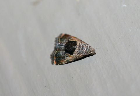 Tripudia rectangula At porchlight near an overgrown backyard habitat. Geotagged,Summer,Tripudia rectangula,United States,lepidoptera,moth,moth week 2018,moths,tripudia