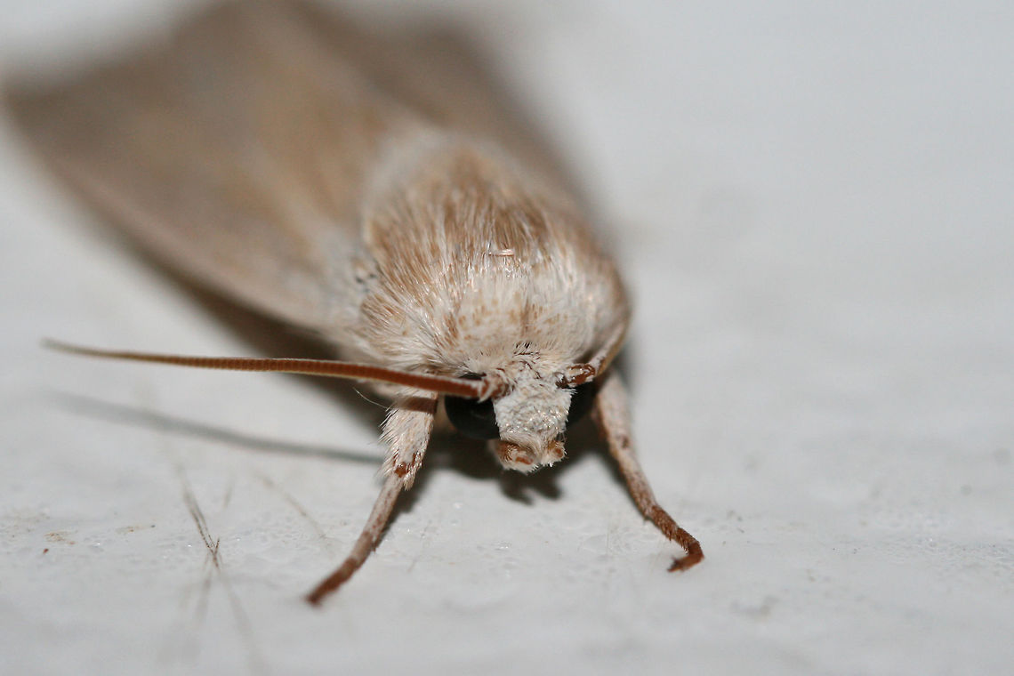 Henry's Marsh Moth - Simyra insularis? D guidance is appreciated!<br />
<br />
Resting on a cool surface (chest freezer lid) below porch lights near an overgrown backyard habitat in NW Georgia (Gordon County), US. July 25, 2018.<br />
<figure class="photo"><a href="https://www.jungledragon.com/image/63602/henrys_marsh_moth_-_simyra_insularis.html" title="Henry&#039;s Marsh Moth - Simyra insularis?"><img src="https://s3.amazonaws.com/media.jungledragon.com/images/3231/63602_thumb.jpg?AWSAccessKeyId=05GMT0V3GWVNE7GGM1R2&Expires=1769040010&Signature=lw3OHu2XlNFXReu7lbRV9AoWvlE%3D" width="106" height="152" alt="Henry&#039;s Marsh Moth - Simyra insularis? ID guidance is appreciated!<br />
<br />
Resting on a cool surface (chest freezer lid) below porch lights near an overgrown backyard habitat in NW Georgia (Gordon County), US. July 25, 2018.<br />
https://www.jungledragon.com/image/63601/henrys_marsh_moth_-_simyra_insularis.html Geotagged,Henry&#039;s Marsh Moth,Simyra insularis,Summer,United States,lepidoptera,moth,moth week 2018,moths,simyra" /></a></figure> Geotagged,Henry's Marsh Moth,Simyra insularis,Summer,United States,lepidoptera,moth,moth week 2018,moths,simyra