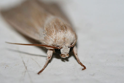 Henry's Marsh Moth - Simyra insularis? D guidance is appreciated!

Resting on a cool surface (chest freezer lid) below porch lights near an overgrown backyard habitat in NW Georgia (Gordon County), US. July 25, 2018.
https://www.jungledragon.com/image/63602/henrys_marsh_moth_-_simyra_insularis.html Geotagged,Henry's Marsh Moth,Simyra insularis,Summer,United States,lepidoptera,moth,moth week 2018,moths,simyra