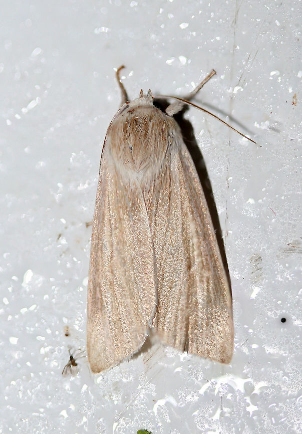 Henry's Marsh Moth - Simyra insularis? ID guidance is appreciated!<br />
<br />
Resting on a cool surface (chest freezer lid) below porch lights near an overgrown backyard habitat in NW Georgia (Gordon County), US. July 25, 2018.<br />
<figure class="photo"><a href="https://www.jungledragon.com/image/63601/henrys_marsh_moth_-_simyra_insularis.html" title="Henry&#039;s Marsh Moth - Simyra insularis?"><img src="https://s3.amazonaws.com/media.jungledragon.com/images/3231/63601_thumb.jpg?AWSAccessKeyId=05GMT0V3GWVNE7GGM1R2&Expires=1769040010&Signature=nVhmV9pKka6TrTTtSMLfpsWVIQw%3D" width="200" height="134" alt="Henry&#039;s Marsh Moth - Simyra insularis? D guidance is appreciated!<br />
<br />
Resting on a cool surface (chest freezer lid) below porch lights near an overgrown backyard habitat in NW Georgia (Gordon County), US. July 25, 2018.<br />
https://www.jungledragon.com/image/63602/henrys_marsh_moth_-_simyra_insularis.html Geotagged,Henry&#039;s Marsh Moth,Simyra insularis,Summer,United States,lepidoptera,moth,moth week 2018,moths,simyra" /></a></figure> Geotagged,Henry's Marsh Moth,Simyra insularis,Summer,United States,lepidoptera,moth,moth week 2018,moths,simyra