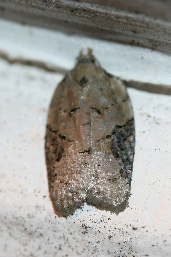 Lesser Maple Leafroller (Acleris chalybeana) Excuse the horrible quality photograph and the dirty corner of my house! This moth was very difficult to reach!<br />
<br />
At porchlights near an overgrown backyard habitat. Acleris chalybeana,Geotagged,Summer,United States,acleris,lepidoptera,lesser maple leafroller,moth,moth week 2018,moths