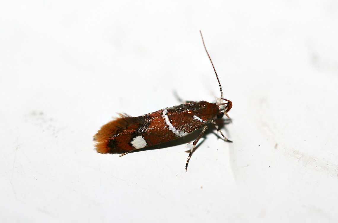Suzuki's Promolactis Moth (Promalactis suzukiella) On the top of a chest freezer below a porchlight near a backyard habitat. Geotagged,Lepidoptera,Promalactis suzukiella,Summer,Suzuki's promolactis moth,United States,moth,moth week 2018,moths