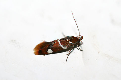 Suzuki's Promolactis Moth (Promalactis suzukiella) On the top of a chest freezer below a porchlight near a backyard habitat. Geotagged,Lepidoptera,Promalactis suzukiella,Summer,Suzuki's promolactis moth,United States,moth,moth week 2018,moths