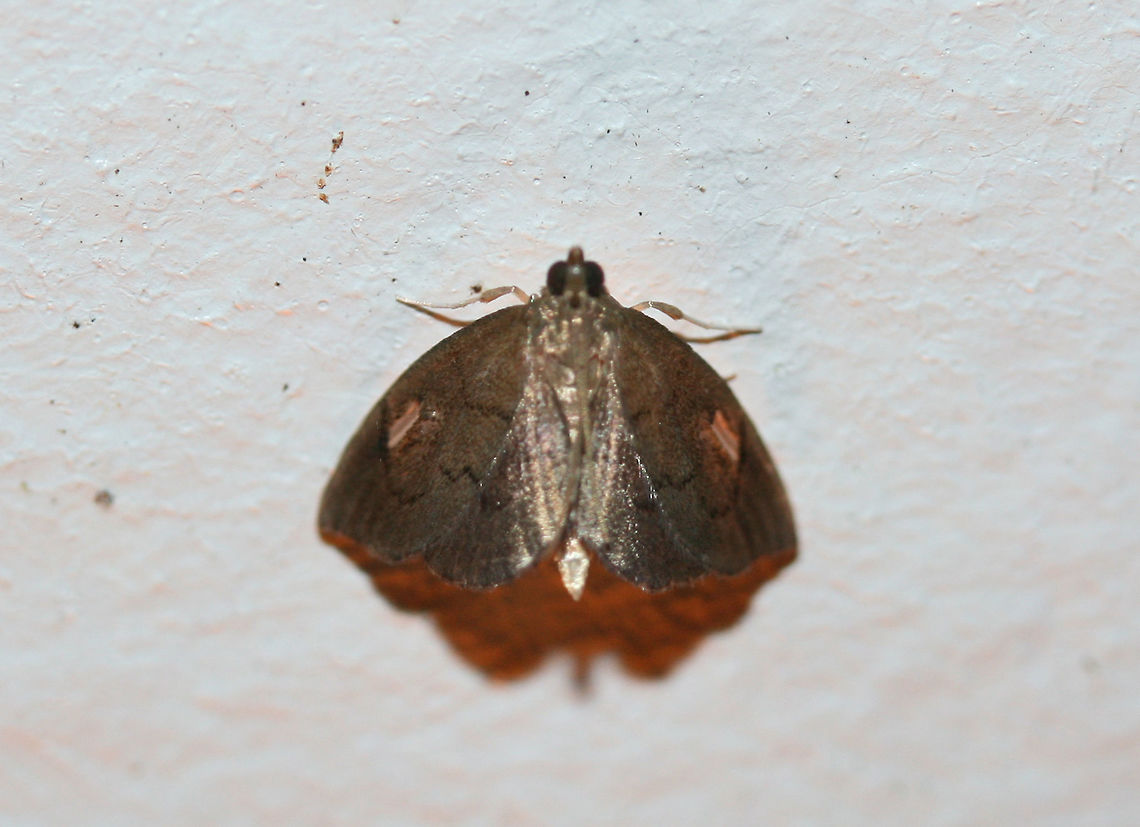 Titian Peale's Moth (Perispasta caeculalis) At porchlights near an overgrown backyard habitat. Geotagged,Perispasta,Perispasta caeculalis,Summer,United States,lepidoptera,moth,moth week 2018,moths