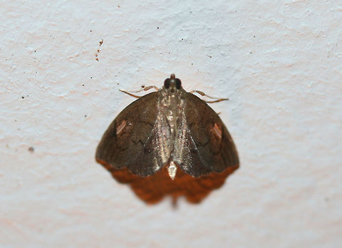Titian Peale's Moth (Perispasta caeculalis) At porchlights near an overgrown backyard habitat. Geotagged,Perispasta,Perispasta caeculalis,Summer,United States,lepidoptera,moth,moth week 2018,moths