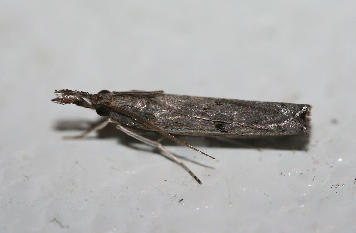 Changeable Grass-Veneer  (Fissicrambus mutabilis)? TENTATIVE ID.<br />
<br />
Resting on a chest freezer (cool surface) below porch lights near a backyard habitat in NW Georgia (Gordon County), US. July 25, 2018. Changeable grass-veneer,Fissicrambus mutabilis,Geotagged,Summer,United States,fissicrambus,grass-veneer,lepidoptera,moth,moth week 2018,moths