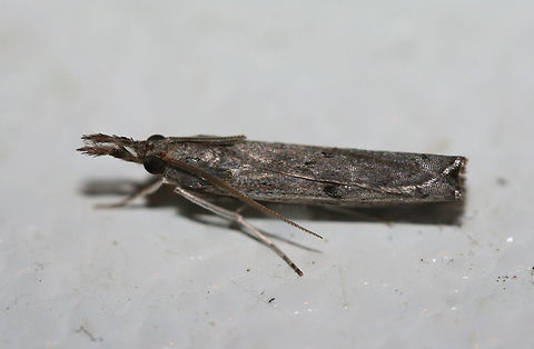 Changeable Grass-Veneer  (Fissicrambus mutabilis)? TENTATIVE ID.

Resting on a chest freezer (cool surface) below porch lights near a backyard habitat in NW Georgia (Gordon County), US. July 25, 2018. Changeable grass-veneer,Fissicrambus mutabilis,Geotagged,Summer,United States,fissicrambus,grass-veneer,lepidoptera,moth,moth week 2018,moths
