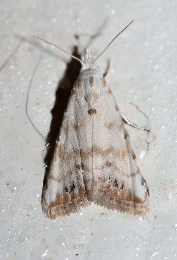 Sorghum Webworm Moth (Nola cereella) Resting on a chest freezer (cool surface) below porch lights near a backyard habitat in NW Georgia (Gordon County), US. July 26, 2018. Geotagged,Lepidoptera,Nola cereella,Summer,United States,moth,moth week 2018,moths,nola,sorghum webworm moth,webworm moth