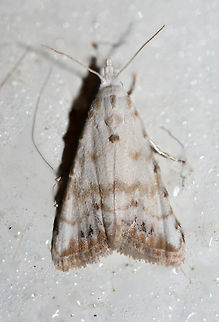 Sorghum Webworm Moth (Nola cereella) Resting on a chest freezer (cool surface) below porch lights near a backyard habitat in NW Georgia (Gordon County), US. July 26, 2018. Geotagged,Lepidoptera,Nola cereella,Summer,United States,moth,moth week 2018,moths,nola,sorghum webworm moth,webworm moth
