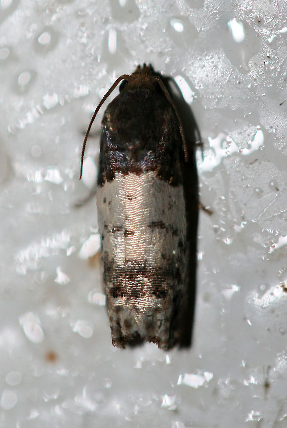 Goldenrod Gall Moth (Epiblema scudderiana) Resting on a chest freezer (cool surface) below porch lights near a backyard habitat in NW Georgia (Gordon County), US. July 26, 2018.<br />
<br />
Larvae feed on Goldenrod species (Solidago sp.). Epiblema,Epiblema scudderiana,Geotagged,Lepidoptera,Summer,United States,goldenrod gall moth,moth week 2018,moths