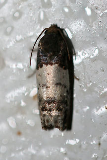 Goldenrod Gall Moth (Epiblema scudderiana) Resting on a chest freezer (cool surface) below porch lights near a backyard habitat in NW Georgia (Gordon County), US. July 26, 2018.

Larvae feed on Goldenrod species (Solidago sp.). Epiblema,Epiblema scudderiana,Geotagged,Lepidoptera,Summer,United States,goldenrod gall moth,moth week 2018,moths