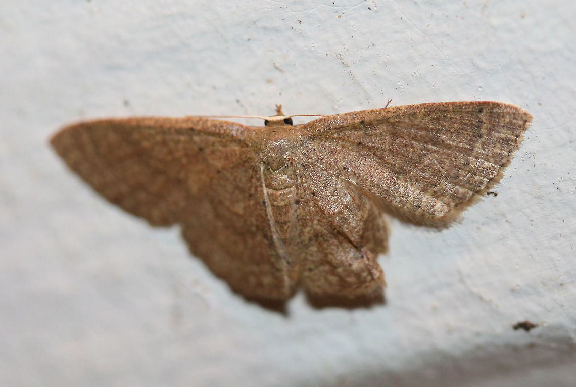 Common Tan Wave Moth (Pleuroprucha insulsaria) At porch lights near a backyard habitat in NW Georgia (Gordon County), US. July 26, 2018. Common tan wave moth,Geotagged,Lepidoptera,Pleuroprucha insulsaria,Summer,United States,common tan wave moth,moth,moth week 2018,moths,pleuroprucha,wave moth