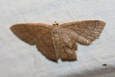 Common Tan Wave Moth (Pleuroprucha insulsaria) At porch lights near a backyard habitat in NW Georgia (Gordon County), US. July 26, 2018. Common tan wave moth,Geotagged,Lepidoptera,Pleuroprucha insulsaria,Summer,United States,common tan wave moth,moth,moth week 2018,moths,pleuroprucha,wave moth